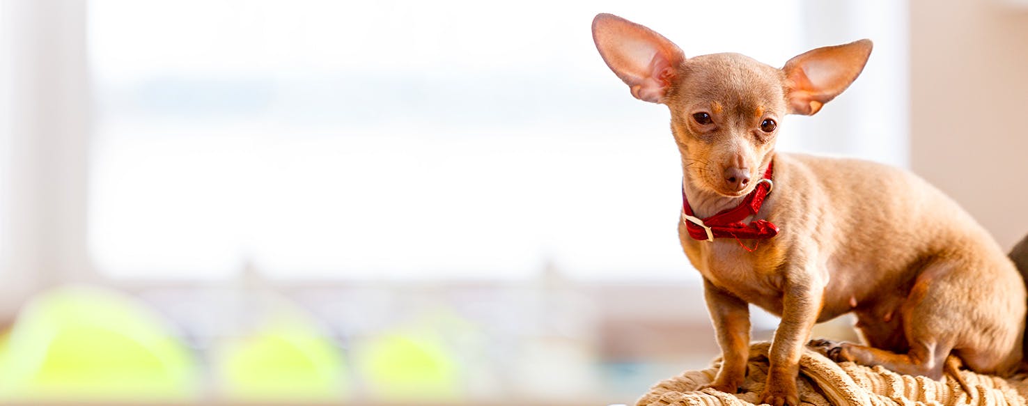 Dog Names Meaning Clumsy Popular Male And Female Names Wag 